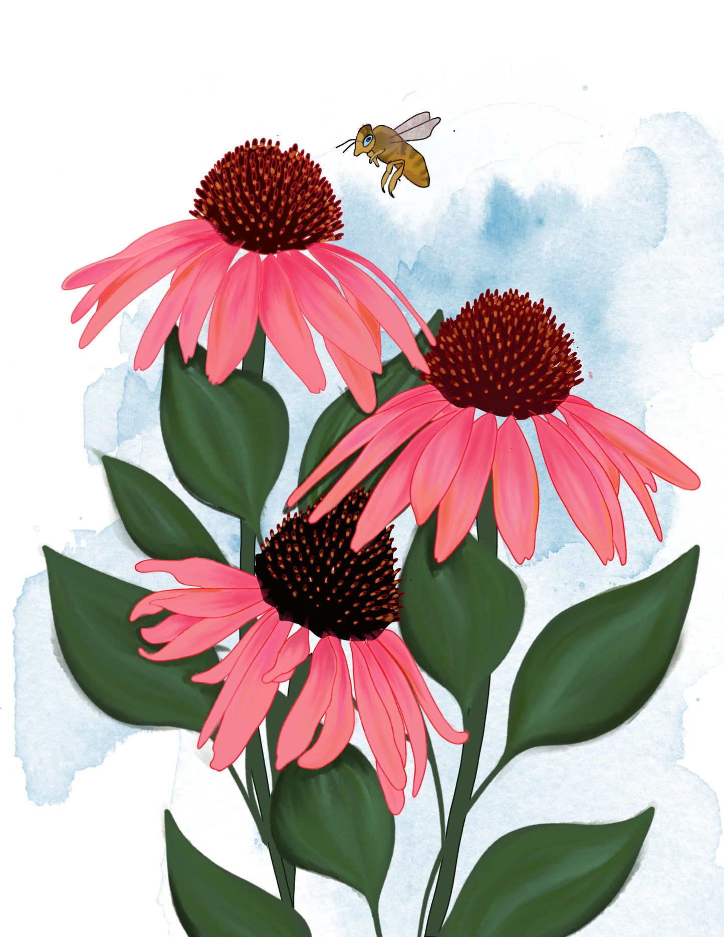 Summer Petals - Coneflower